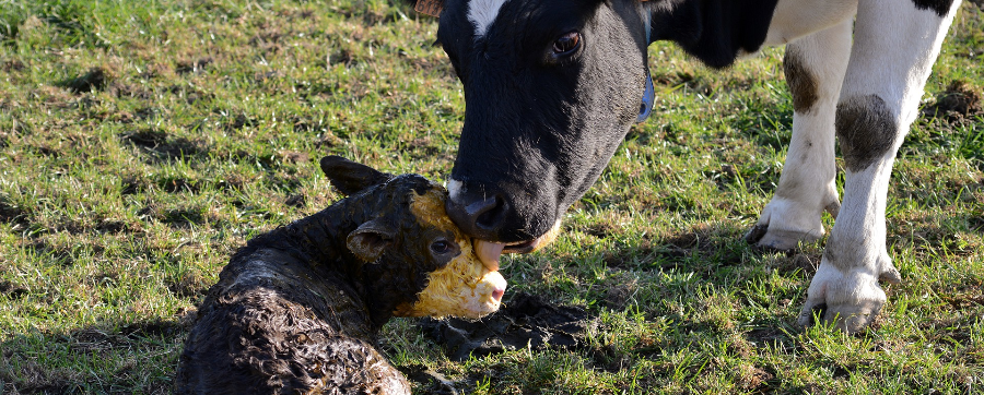 #18 Colostrum vs Transfer Factor: What's Wiser?
