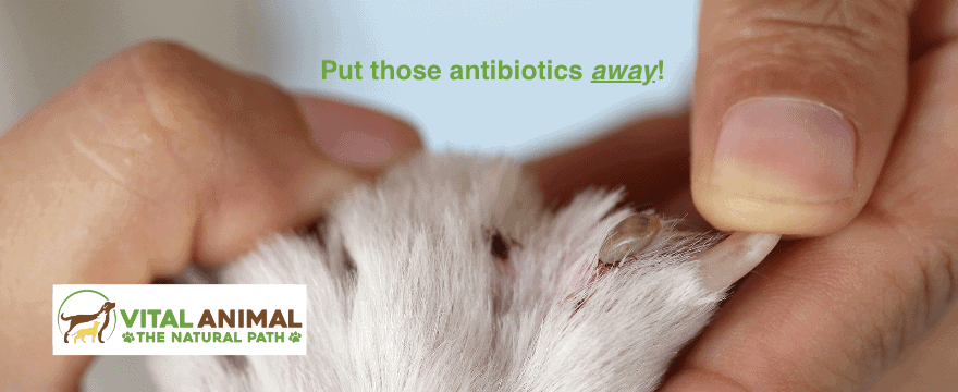 #21 Lyme Disease: Why treatment is 100% unnecessary