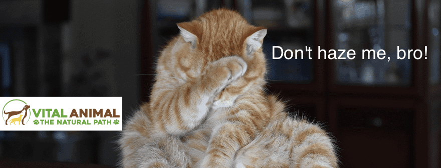 #19 Dealing With Vet Hazing