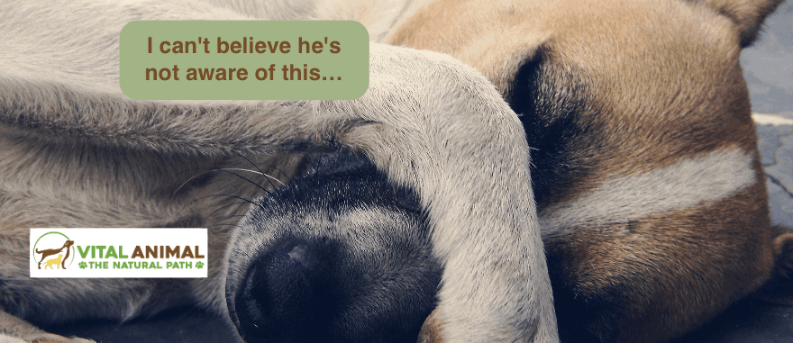 #24 Symptoms: Wildly misunderstood by your vet
