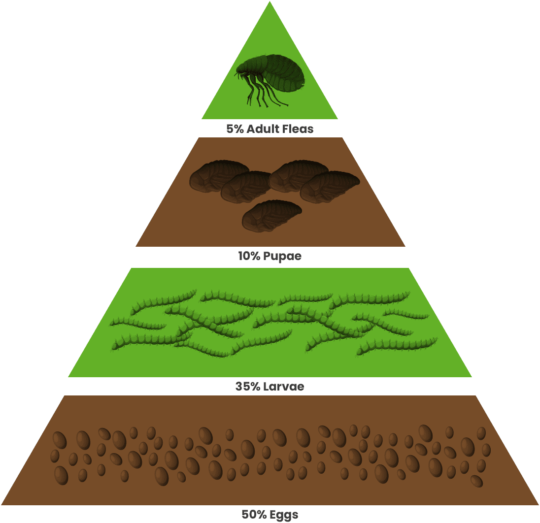 vitalanimal nontoxicfleacontrolpage triangle