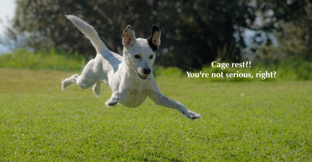 Safe Heartworm Treatment