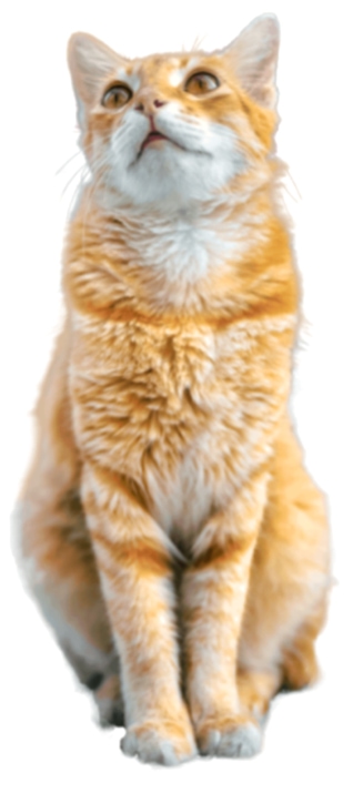 vitalanimal rkippage cat1