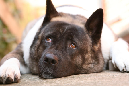 sick Akita with dog flu