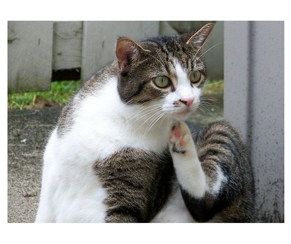 Are You Poisoning Your Pet to Kill Fleas?