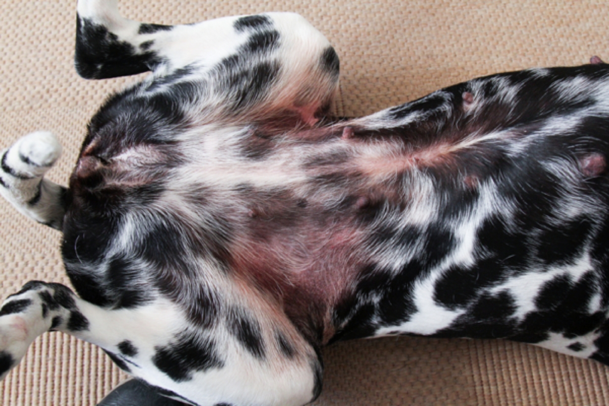 Cytopoint: High Tech Answer to Your Itchy Dog?