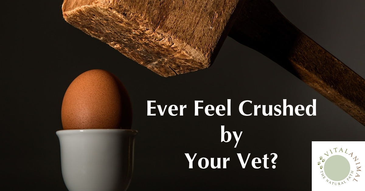 Are You a Victim of Veterinary Abuse?