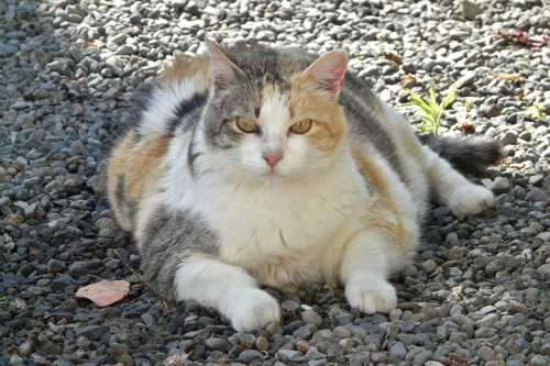 Fat cat