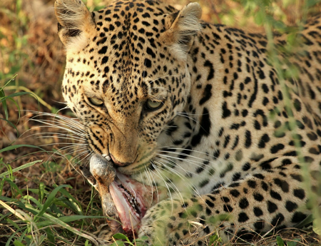 Leopard eating raw prey