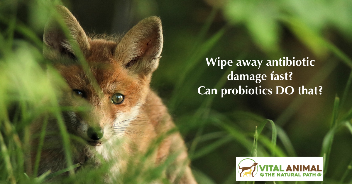 Probiotics: Quick Fix for Antibiotic Damage?