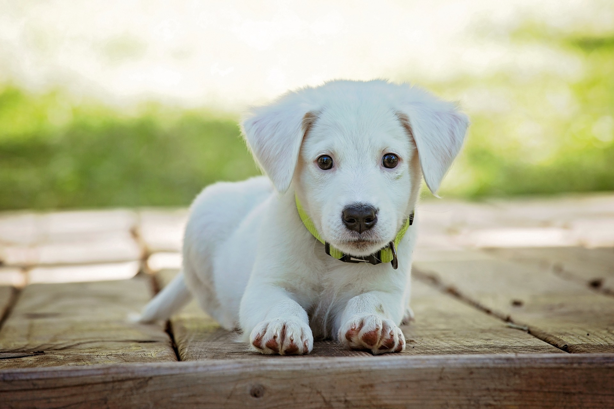 Puppy Training: Does Your Vet Know This Key Point?