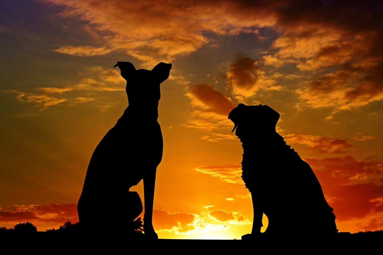Get Real: Heartworm Prevention