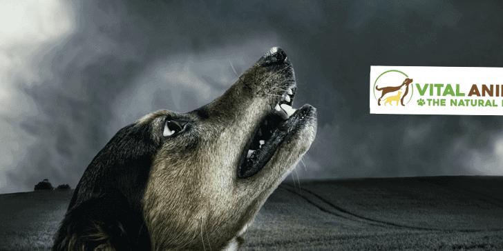 [Update] Apoquel: Dog Miracle Drug With a Dark Side