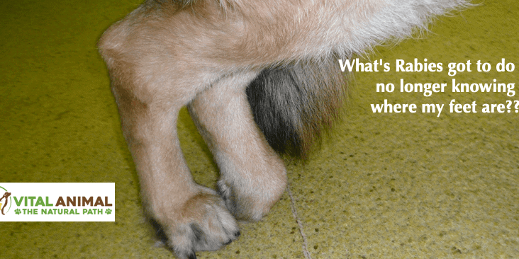 Duration of Immunity and Rabies Vaccination