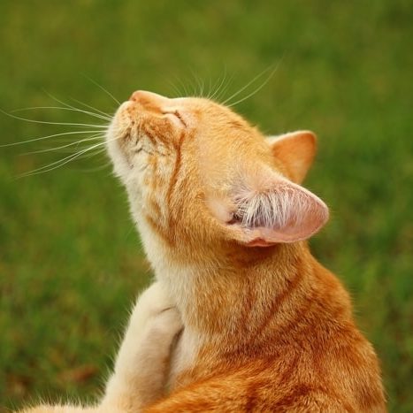 Scratching Cat