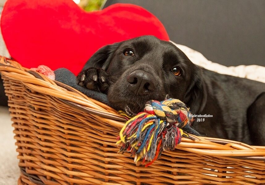 Drug Free Heartworm Prevention