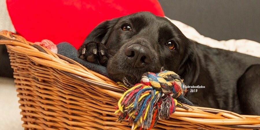 Sickdogbasket900x600