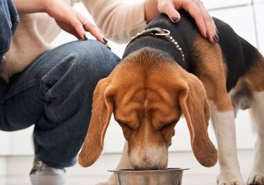 Dog Food Reviews: Kibble For Dogs Only!