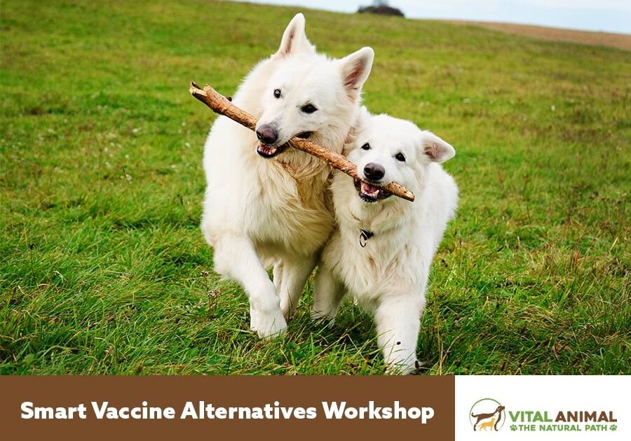 Smart Vaccine Alternatives!