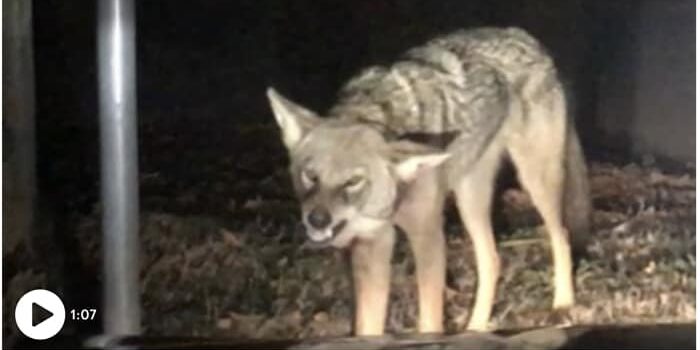 rabid-coyote-attacks-car