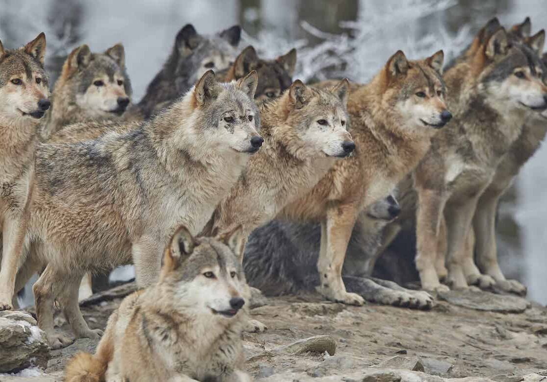 Join Our Free Vital Animal Pack