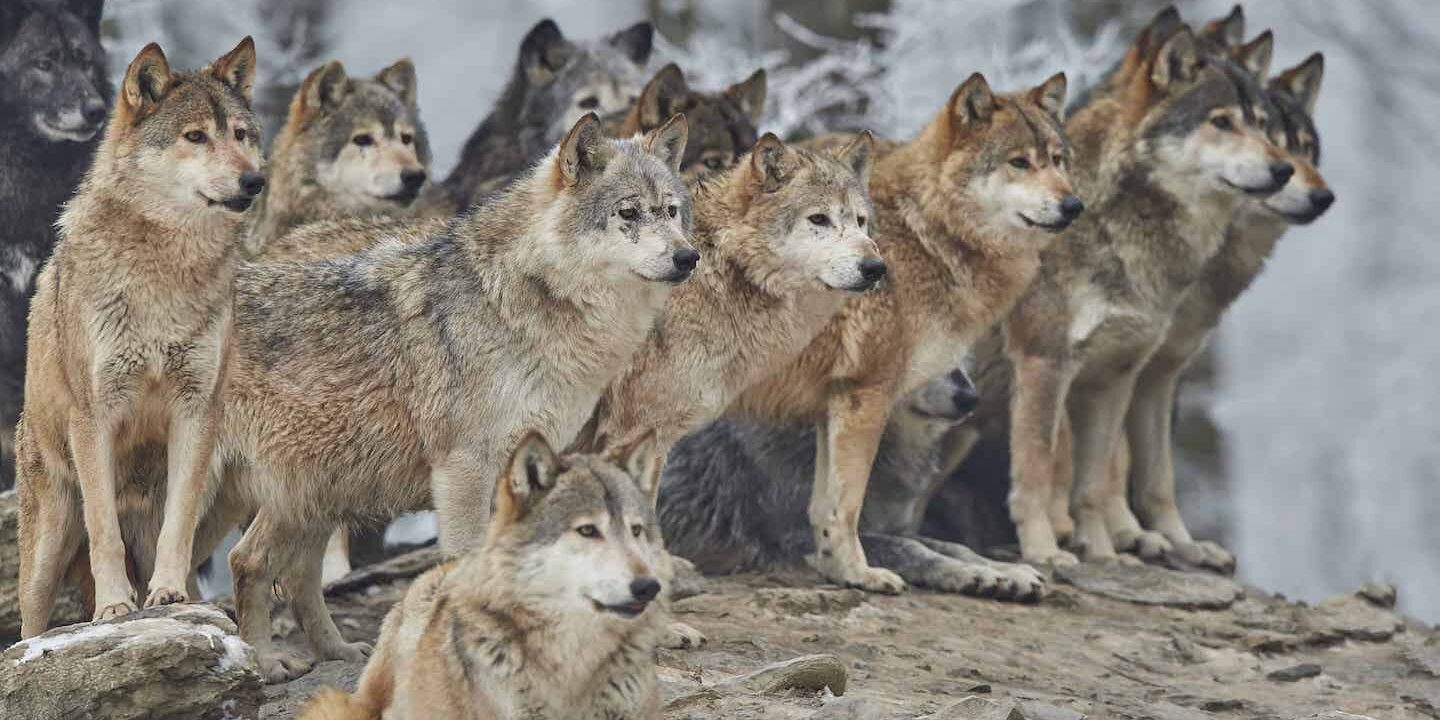 Wolf Pack